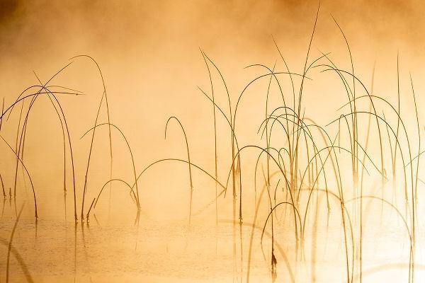 Icy reeds at sunrise on cold morning at Spencer Lake near Whitefish-Montana-USA